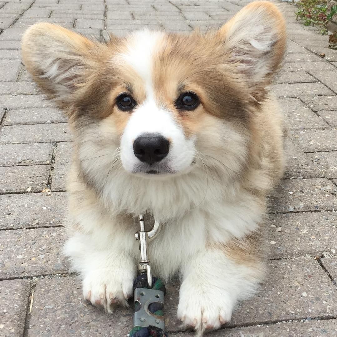 Finding Fluffy Corgi Puppies for Sale Near Me: A Guide to Pembroke Welsh Corgi Fluffies