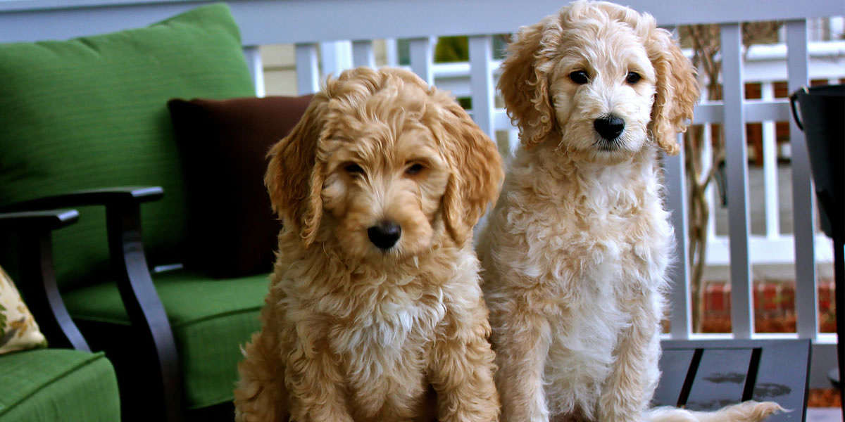 Finding Your Perfect Goldendoodle: Available Puppies in Kissimmee and Jacksonville
