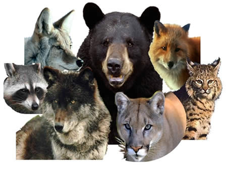 Top 5 Benefits of Coyote Repellent Spray for Garden Protection